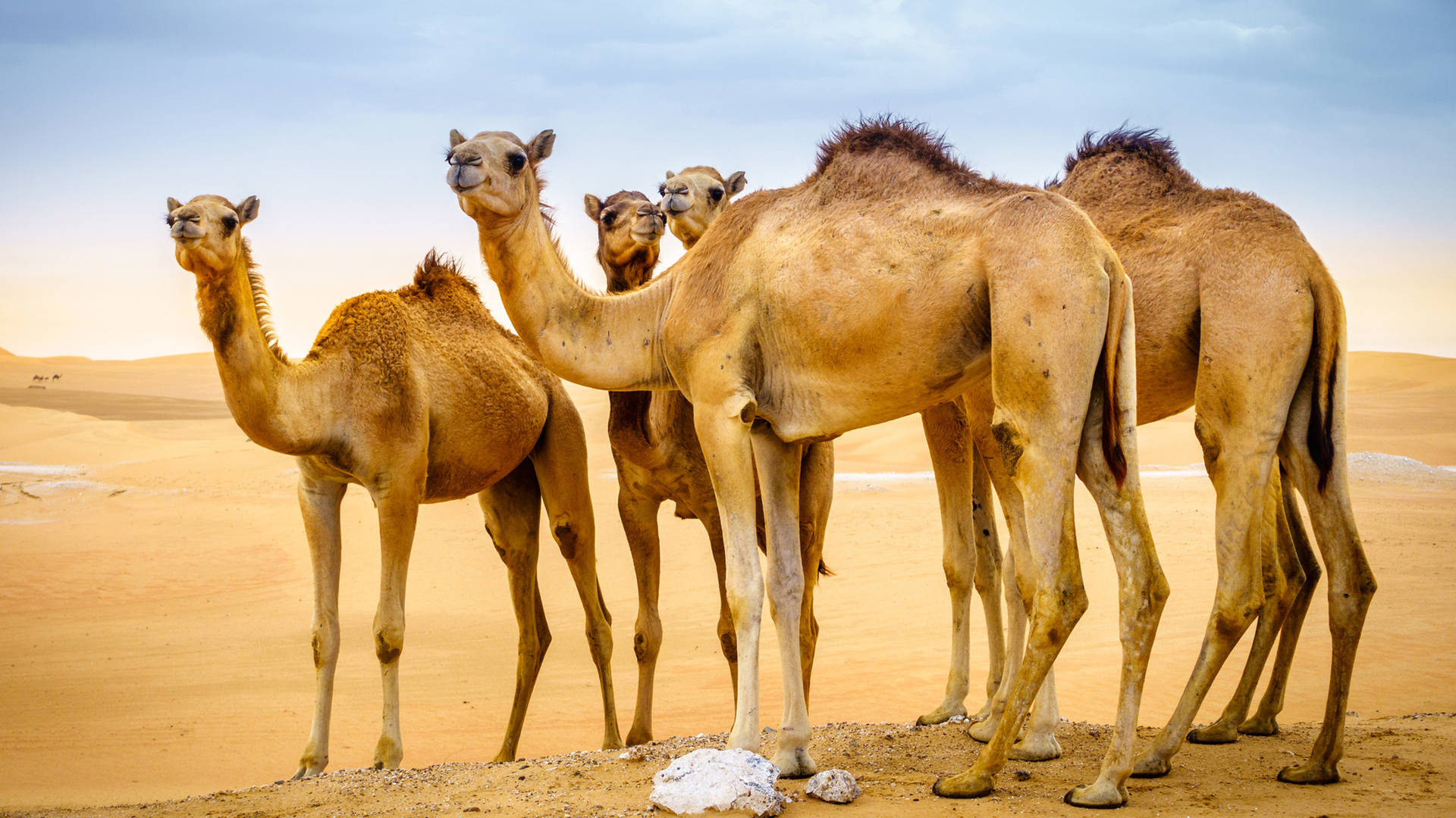 Camels in the desert near Al Ain