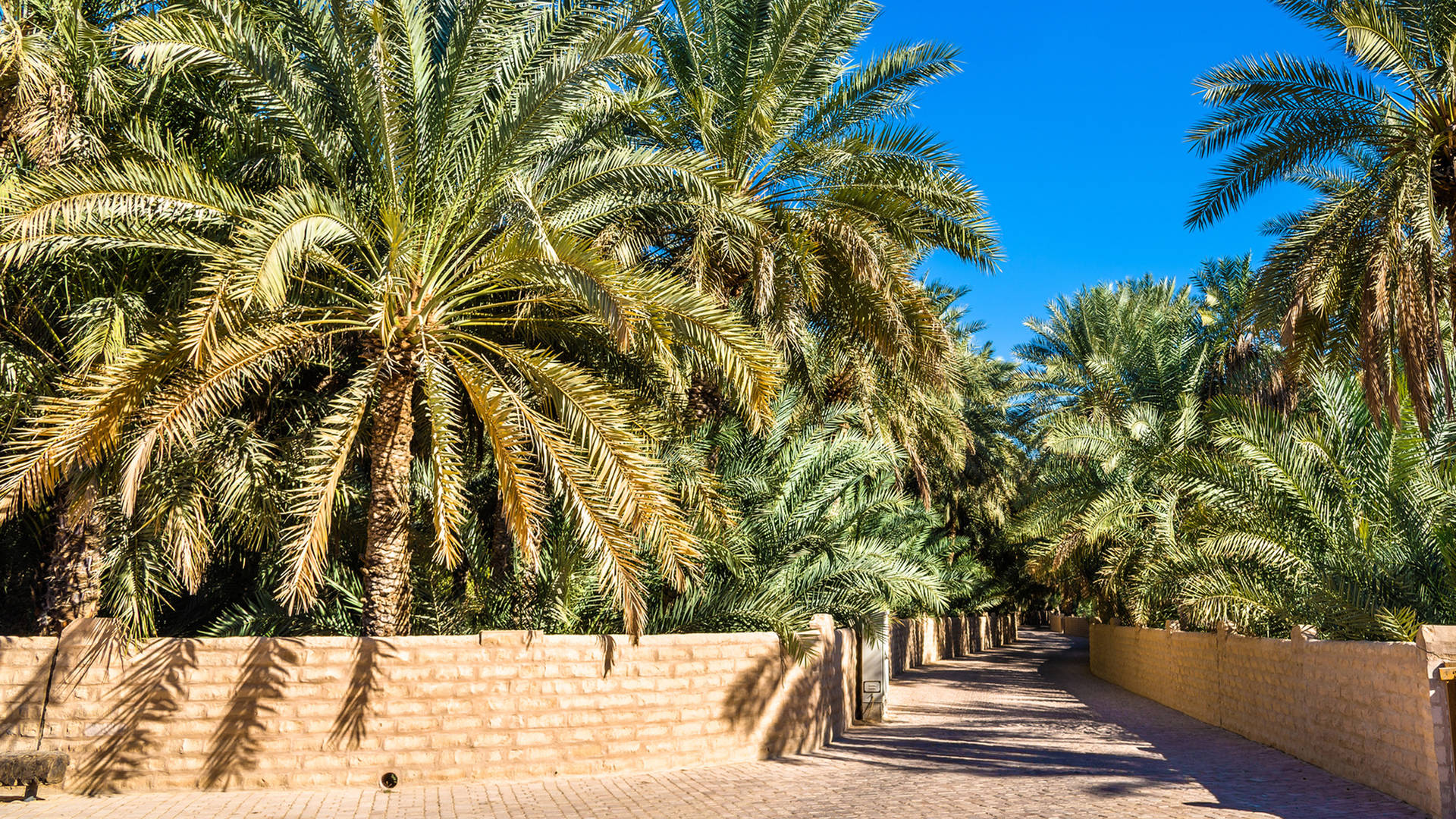 Al Ain oasis pathways