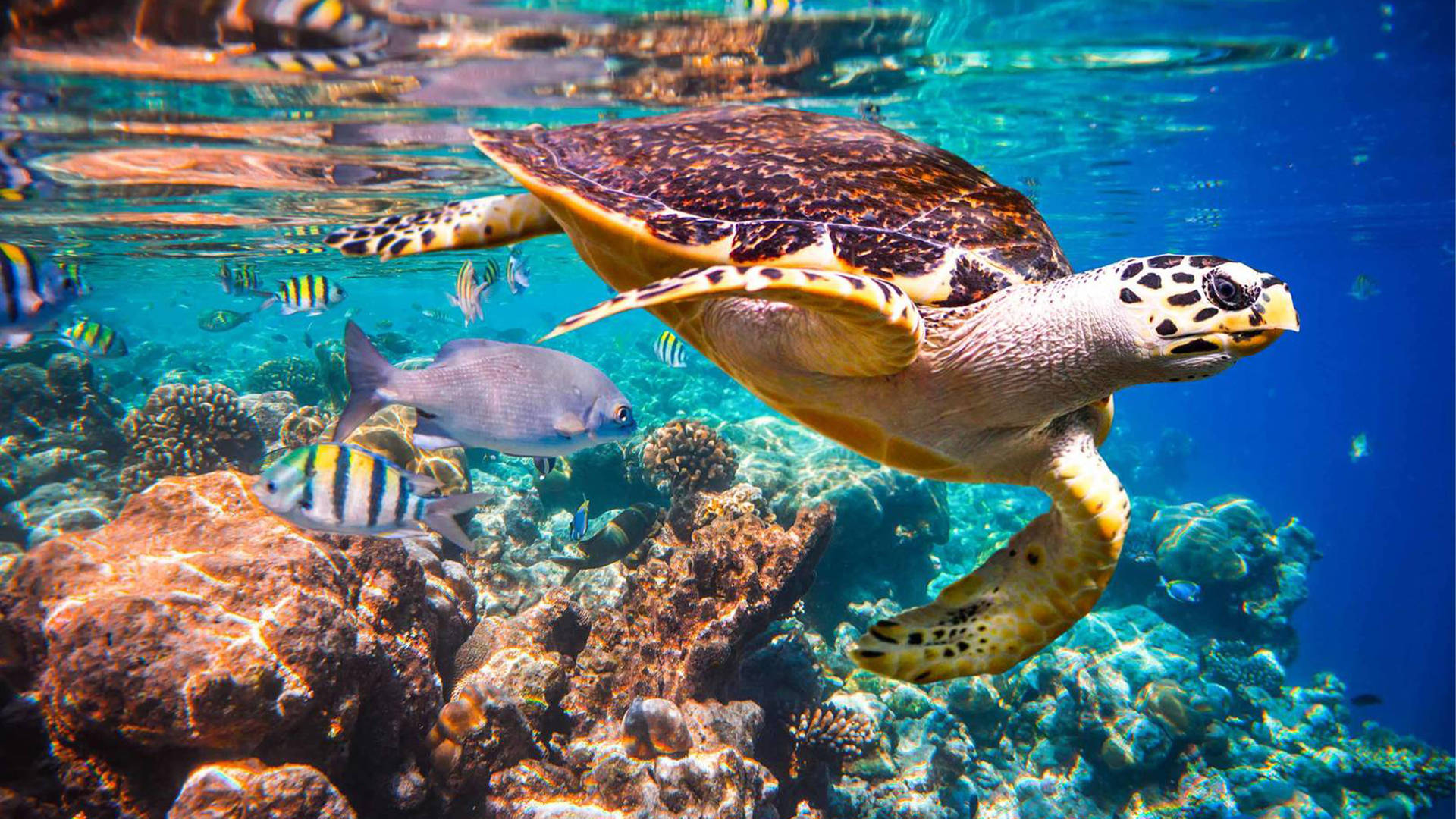 Image of Hawksbill Turtle near Jumeirah Maldives Olhahali Island
