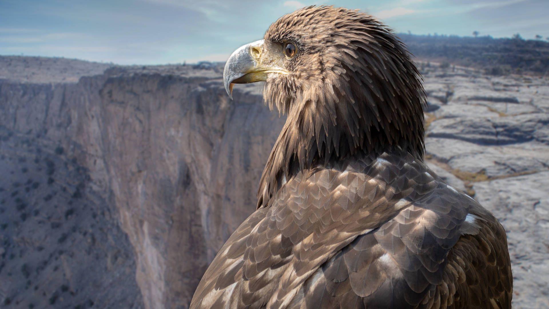 Bird of prey in Jebel Sham